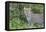 Close-up of Leopard Standing in Green Foliage, Ngorongoro, Tanzania-James Heupel-Framed Premier Image Canvas