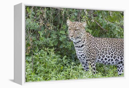 Close-up of Leopard Standing in Green Foliage, Ngorongoro, Tanzania-James Heupel-Framed Premier Image Canvas