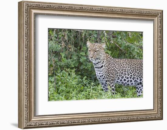 Close-up of Leopard Standing in Green Foliage, Ngorongoro, Tanzania-James Heupel-Framed Photographic Print