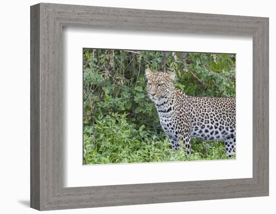 Close-up of Leopard Standing in Green Foliage, Ngorongoro, Tanzania-James Heupel-Framed Photographic Print