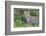 Close-up of Leopard Standing in Green Foliage, Ngorongoro, Tanzania-James Heupel-Framed Photographic Print