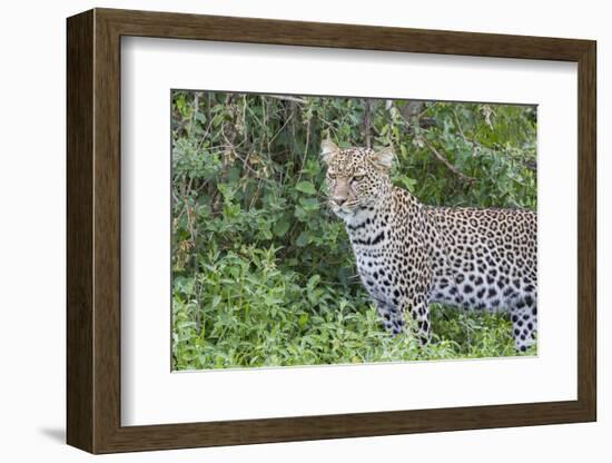 Close-up of Leopard Standing in Green Foliage, Ngorongoro, Tanzania-James Heupel-Framed Photographic Print