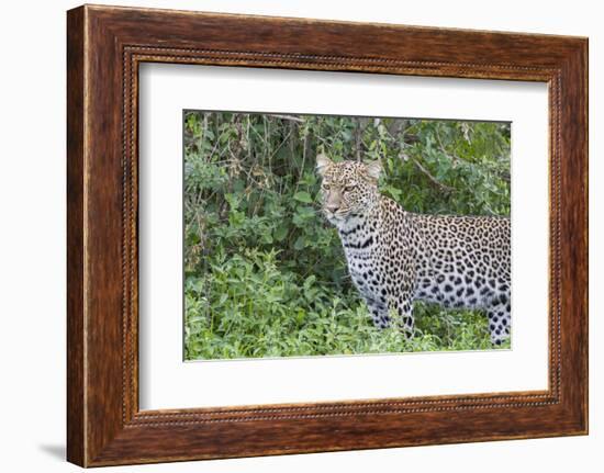 Close-up of Leopard Standing in Green Foliage, Ngorongoro, Tanzania-James Heupel-Framed Photographic Print