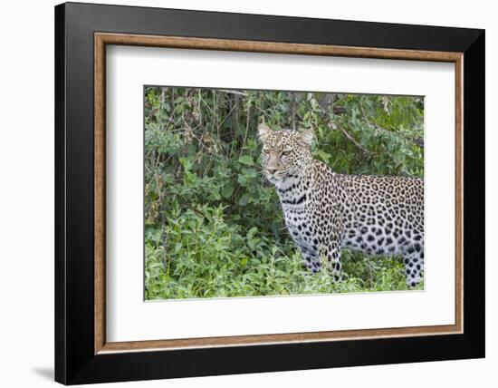 Close-up of Leopard Standing in Green Foliage, Ngorongoro, Tanzania-James Heupel-Framed Photographic Print