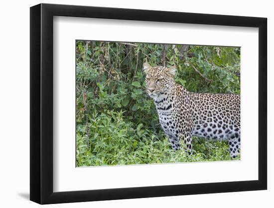 Close-up of Leopard Standing in Green Foliage, Ngorongoro, Tanzania-James Heupel-Framed Photographic Print