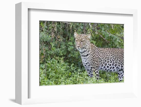 Close-up of Leopard Standing in Green Foliage, Ngorongoro, Tanzania-James Heupel-Framed Photographic Print