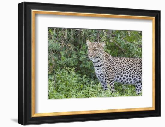 Close-up of Leopard Standing in Green Foliage, Ngorongoro, Tanzania-James Heupel-Framed Photographic Print