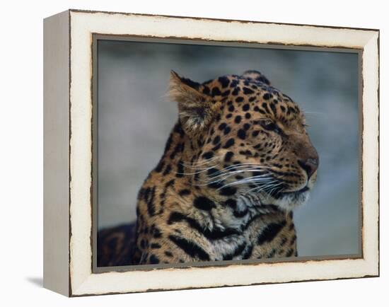 Close-up of Leopard-Elizabeth DeLaney-Framed Premier Image Canvas