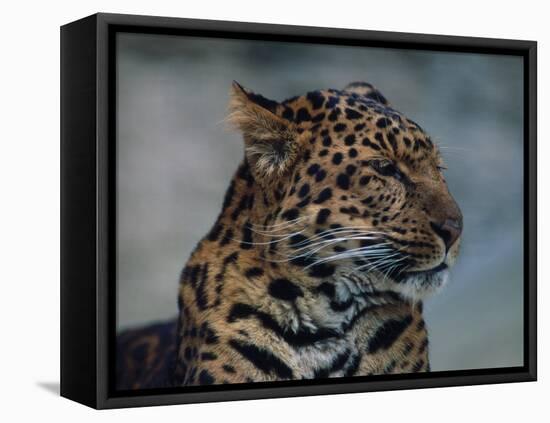 Close-up of Leopard-Elizabeth DeLaney-Framed Premier Image Canvas