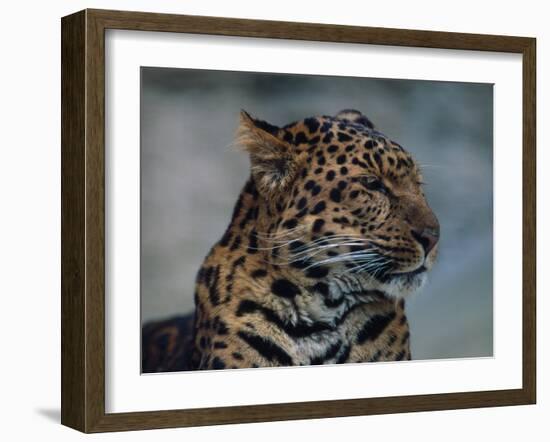 Close-up of Leopard-Elizabeth DeLaney-Framed Photographic Print