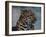 Close-up of Leopard-Elizabeth DeLaney-Framed Photographic Print