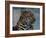 Close-up of Leopard-Elizabeth DeLaney-Framed Photographic Print