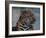 Close-up of Leopard-Elizabeth DeLaney-Framed Photographic Print