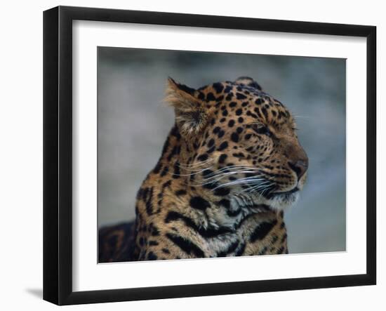 Close-up of Leopard-Elizabeth DeLaney-Framed Photographic Print