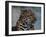 Close-up of Leopard-Elizabeth DeLaney-Framed Photographic Print