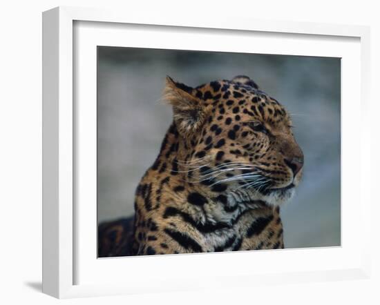 Close-up of Leopard-Elizabeth DeLaney-Framed Photographic Print