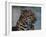 Close-up of Leopard-Elizabeth DeLaney-Framed Photographic Print