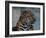 Close-up of Leopard-Elizabeth DeLaney-Framed Photographic Print