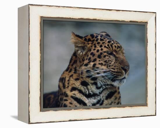 Close-up of Leopard-Elizabeth DeLaney-Framed Premier Image Canvas