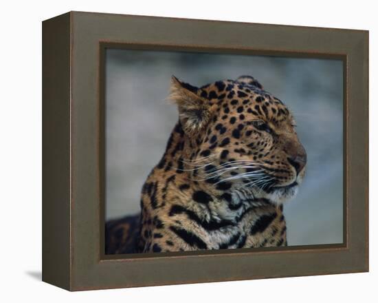 Close-up of Leopard-Elizabeth DeLaney-Framed Premier Image Canvas