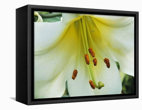 Close Up of Lilium Longiflorum-Clay Perry-Framed Premier Image Canvas