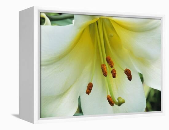 Close Up of Lilium Longiflorum-Clay Perry-Framed Premier Image Canvas