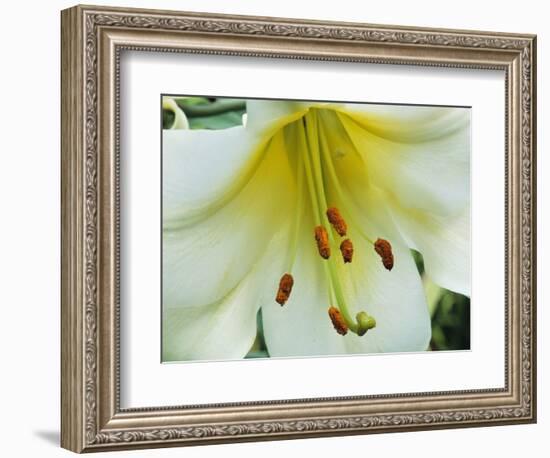 Close Up of Lilium Longiflorum-Clay Perry-Framed Photographic Print