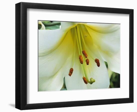 Close Up of Lilium Longiflorum-Clay Perry-Framed Photographic Print