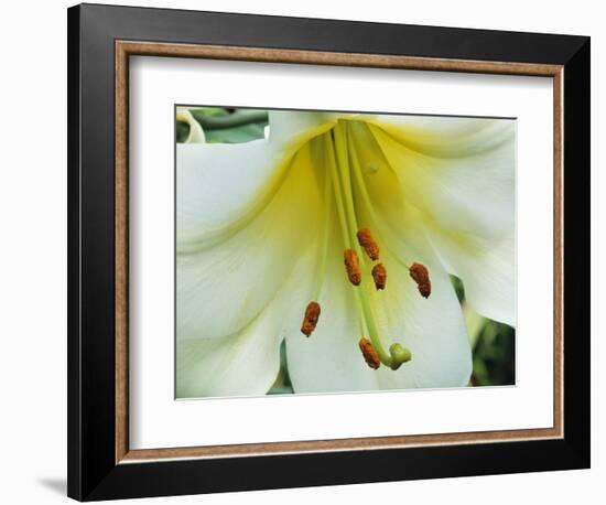 Close Up of Lilium Longiflorum-Clay Perry-Framed Photographic Print