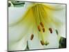 Close Up of Lilium Longiflorum-Clay Perry-Mounted Photographic Print