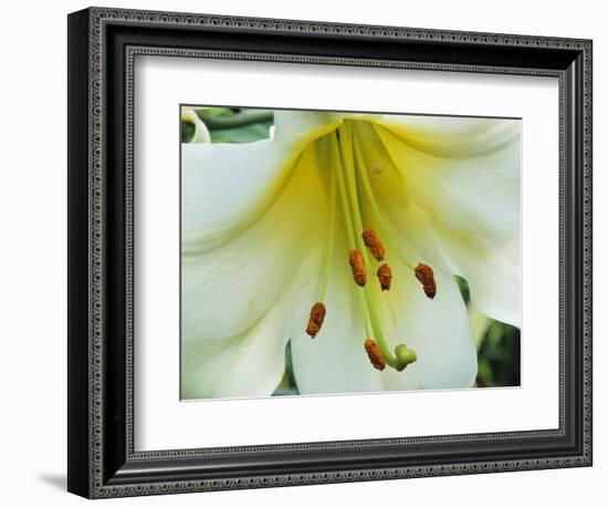 Close Up of Lilium Longiflorum-Clay Perry-Framed Photographic Print