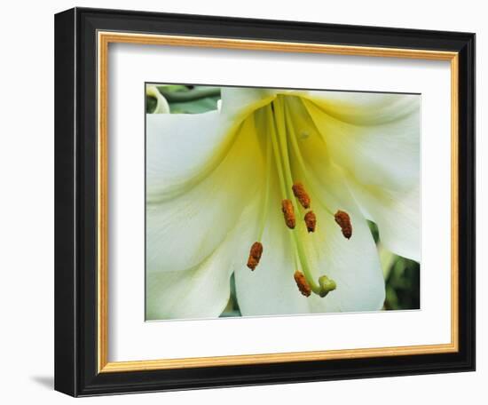 Close Up of Lilium Longiflorum-Clay Perry-Framed Photographic Print