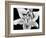 Close Up of Lily Flower-null-Framed Photographic Print