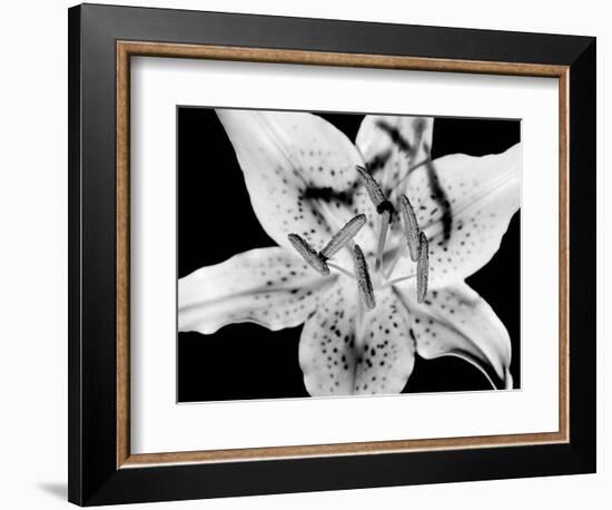 Close Up of Lily Flower-null-Framed Photographic Print