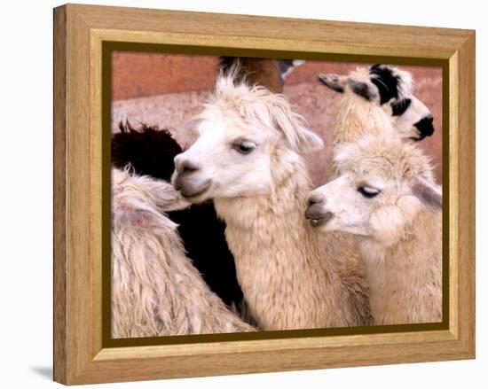 Close-up of Llamas, Cuzco, Peru-Bill Bachmann-Framed Premier Image Canvas