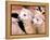 Close-up of Llamas, Cuzco, Peru-Bill Bachmann-Framed Premier Image Canvas