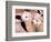 Close-up of Llamas, Cuzco, Peru-Bill Bachmann-Framed Photographic Print