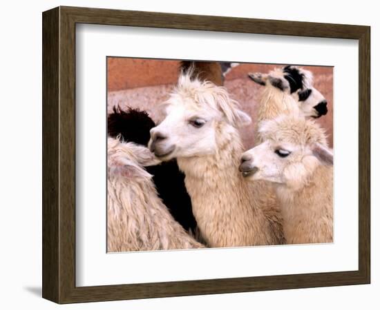 Close-up of Llamas, Cuzco, Peru-Bill Bachmann-Framed Photographic Print