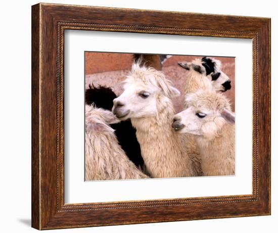 Close-up of Llamas, Cuzco, Peru-Bill Bachmann-Framed Photographic Print