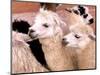 Close-up of Llamas, Cuzco, Peru-Bill Bachmann-Mounted Photographic Print