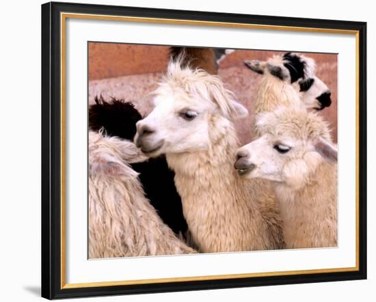 Close-up of Llamas, Cuzco, Peru-Bill Bachmann-Framed Photographic Print