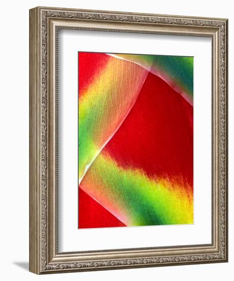 Close-up of Lobster Claw Flower, Maui, Hawaii, USA-Charles R. Needle-Framed Photographic Print