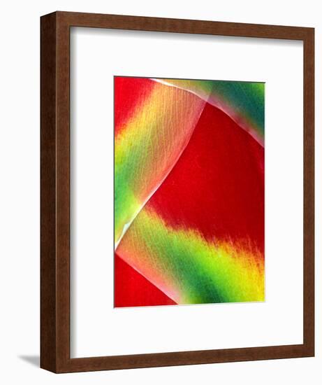 Close-up of Lobster Claw Flower, Maui, Hawaii, USA-Charles R. Needle-Framed Photographic Print