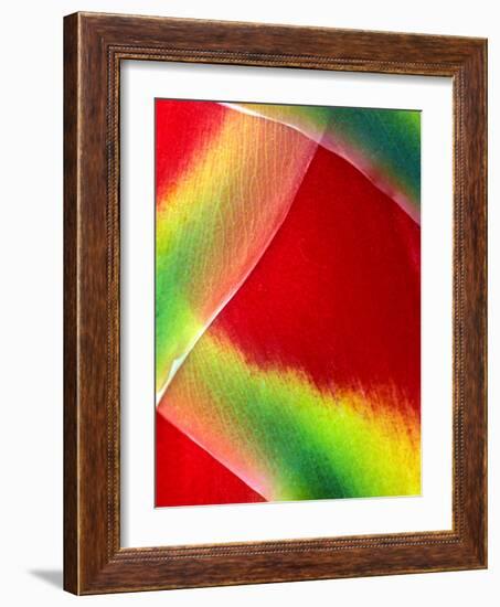 Close-up of Lobster Claw Flower, Maui, Hawaii, USA-Charles R. Needle-Framed Photographic Print