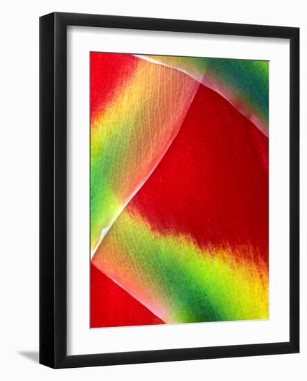 Close-up of Lobster Claw Flower, Maui, Hawaii, USA-Charles R. Needle-Framed Photographic Print
