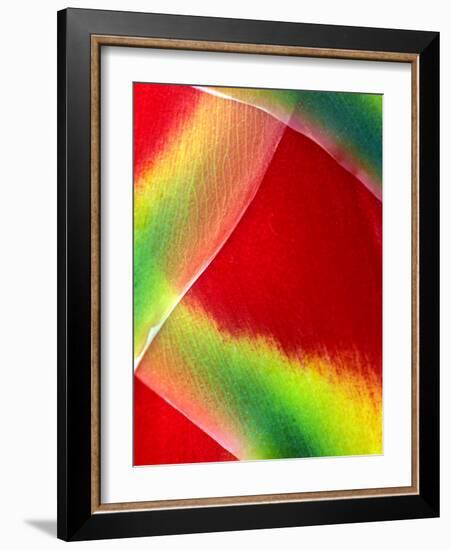 Close-up of Lobster Claw Flower, Maui, Hawaii, USA-Charles R. Needle-Framed Photographic Print