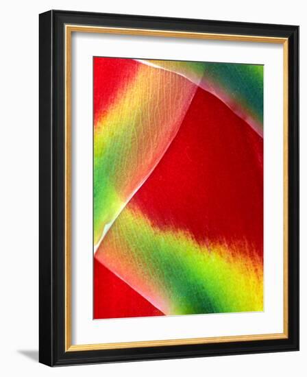 Close-up of Lobster Claw Flower, Maui, Hawaii, USA-Charles R. Needle-Framed Photographic Print