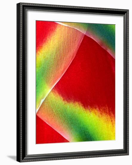 Close-up of Lobster Claw Flower, Maui, Hawaii, USA-Charles R. Needle-Framed Photographic Print