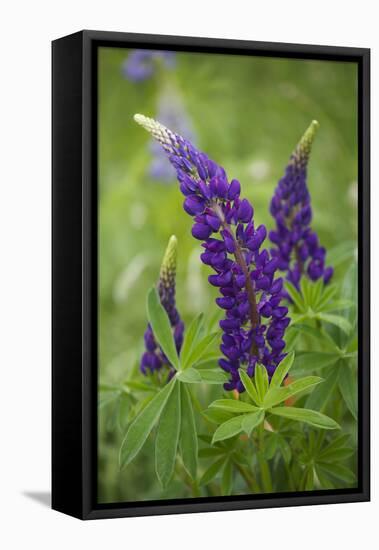 Close-up of Lupine Flowers, New Brunswick, Canada-Ellen Anon-Framed Premier Image Canvas