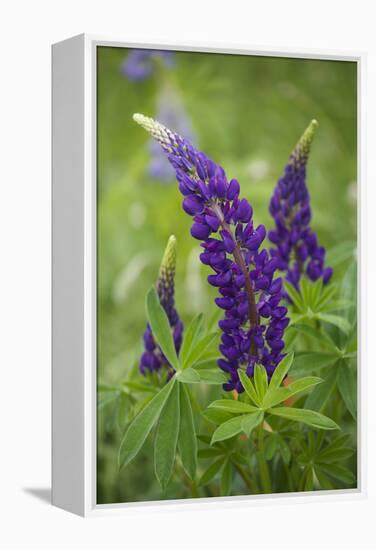 Close-up of Lupine Flowers, New Brunswick, Canada-Ellen Anon-Framed Premier Image Canvas